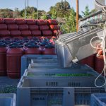 διαχωρισμός ελιάς και τοποθέτηση σε μεγάλα καλάθια για επεξεργασία τους