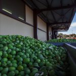 πράσινες ελιές Χαλκιδικής τοποθετημένες στα καλάθια επεξεργασίας με φόντο τις εξωτερικές εγκαταστάσεις τις επιχείρησης