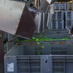 διαχωρισμός ελιάς και τοποθέτηση σε μεγάλα καλάθια για επεξεργασία τους