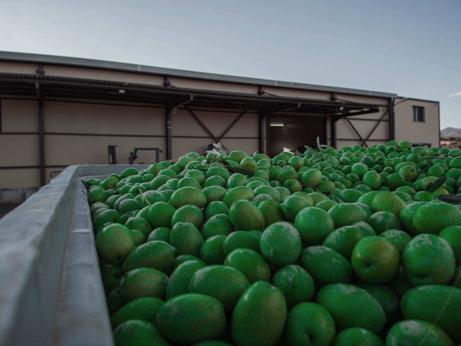 πράσινες ελιές Χαλκιδικής τοποθετημένες στα καλάθια επεξεργασίας με φόντο τις εξωτερικές εγκαταστάσεις τις επιχείρησης