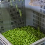 διαχωρισμός ελιάς και τοποθέτηση σε μεγάλα καλάθια για επεξεργασία τους